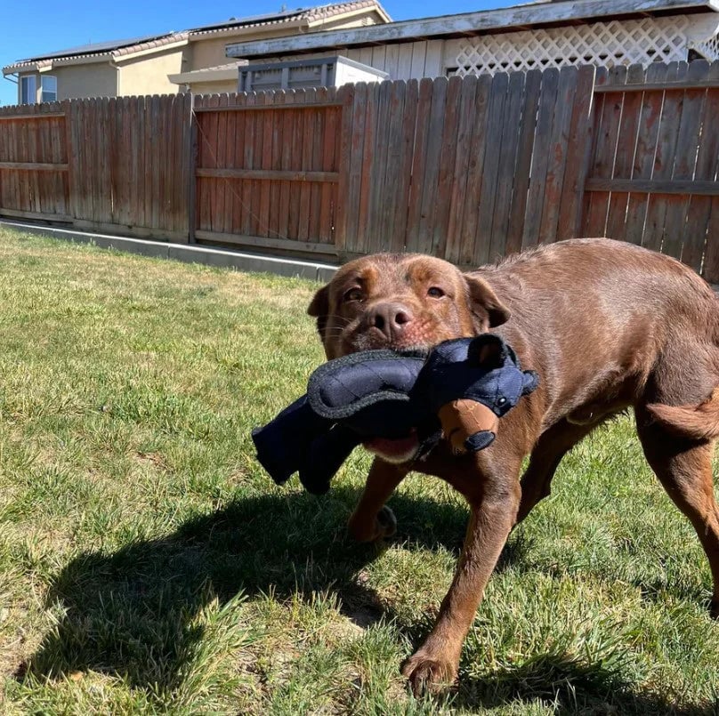 Indestructible Fun for a Happy and Healthy Dog