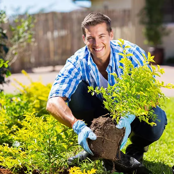 Soil Improvement Powder | Potassium Mineral Complex | For Beds and Pots