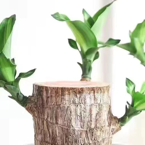 Fortune Blossom Indoor Air Purifying Plant
