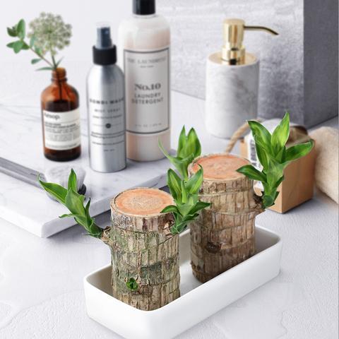 Fortune Blossom Indoor Air Purifying Plant