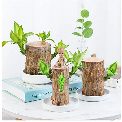 Fortune Blossom Indoor Air Purifying Plant