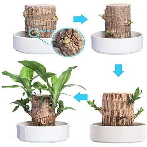 Fortune Blossom Indoor Air Purifying Plant