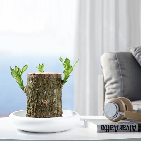 Fortune Blossom Indoor Air Purifying Plant