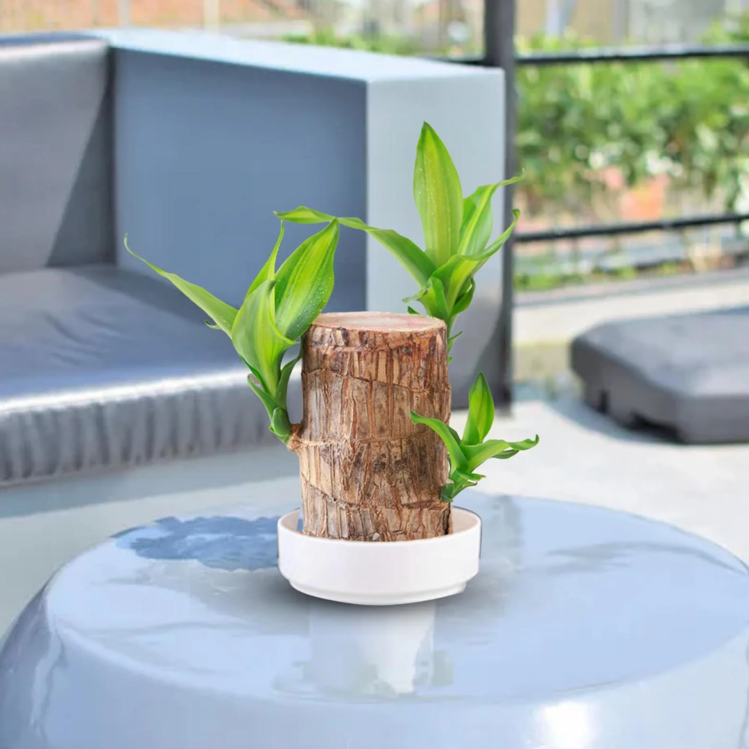 Prosperity Greenwood Plant – Your Indoor Air Booster