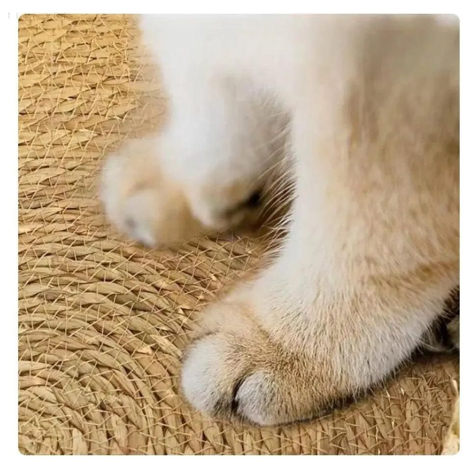Plush Retreat Cat Bed for Ultimate Comfort