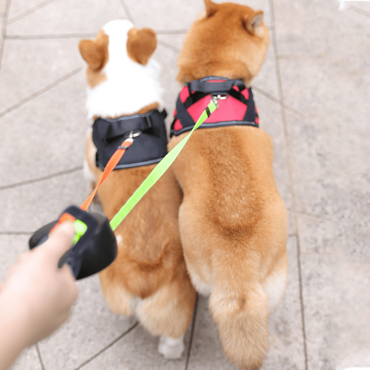 Dual Control Dog Leash with Built-In Light for Safe Walks