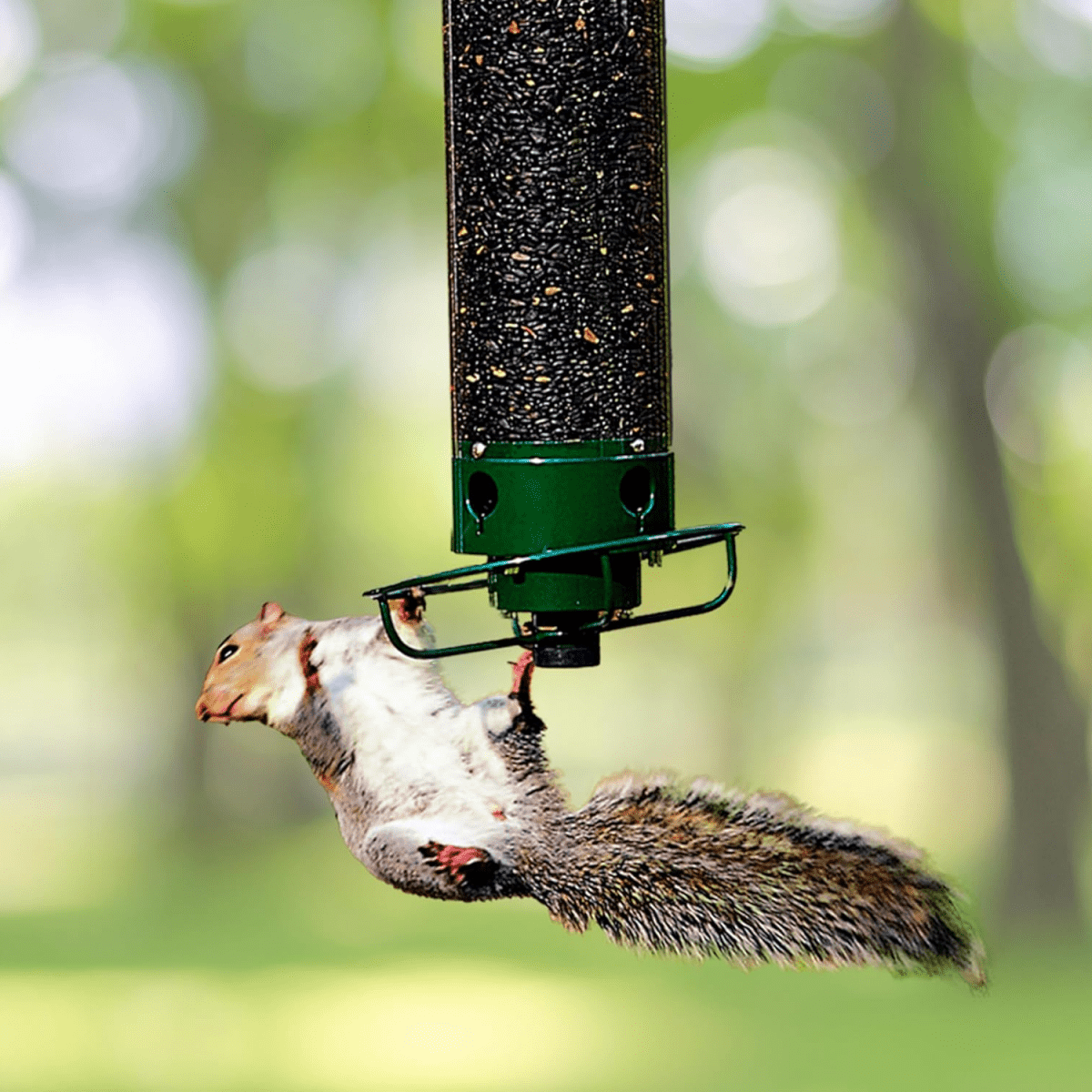 Ultimate Squirrel-Resistant Bird Feeder with Rotating Access