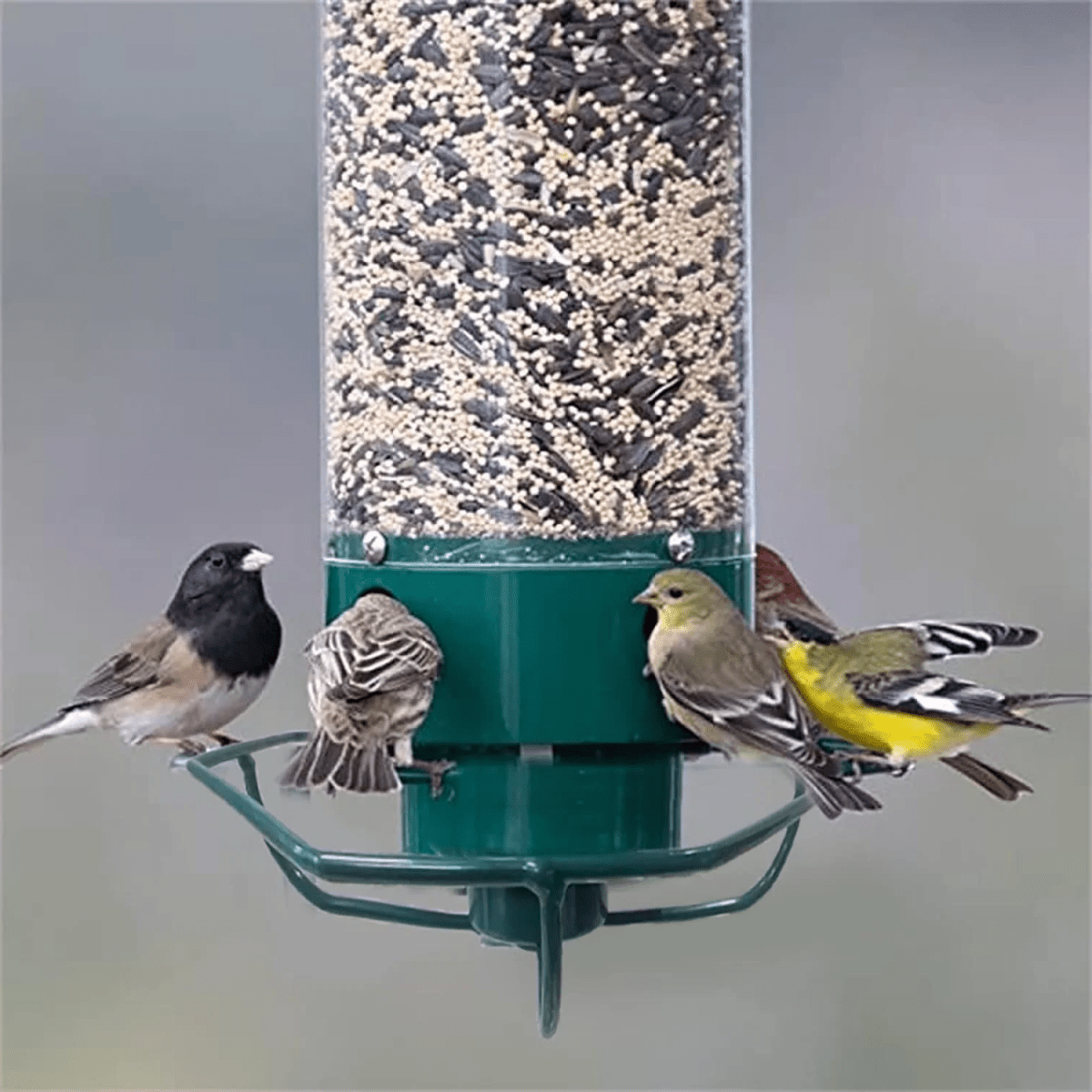 Ultimate Squirrel-Resistant Bird Feeder with Rotating Access