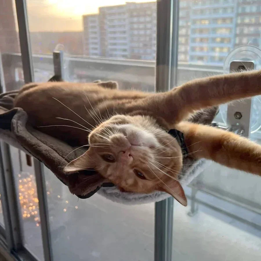 Cat Hammock - Last Day Discount for Happy Cats