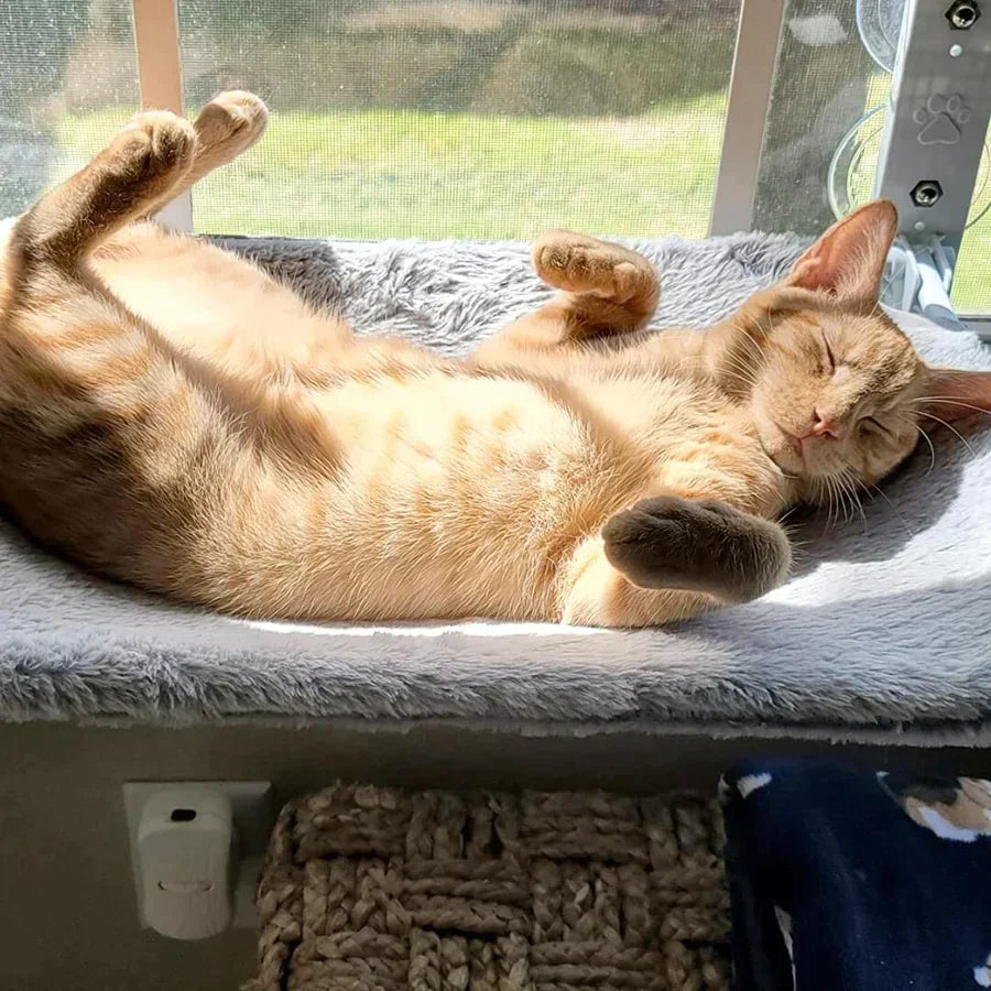 Cat Hammock - Last Day Discount for Happy Cats
