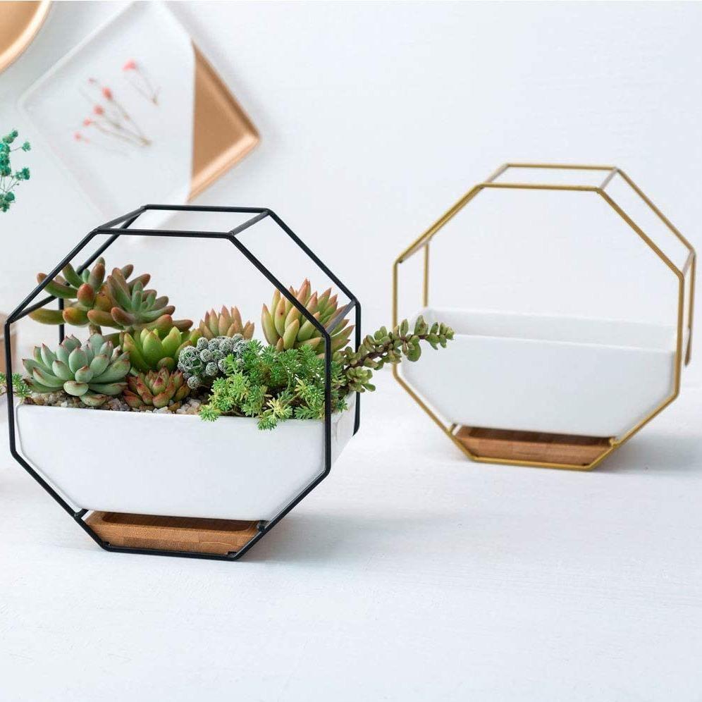 Stylish Indoor Wall Planter with Modern Frame and Tray
