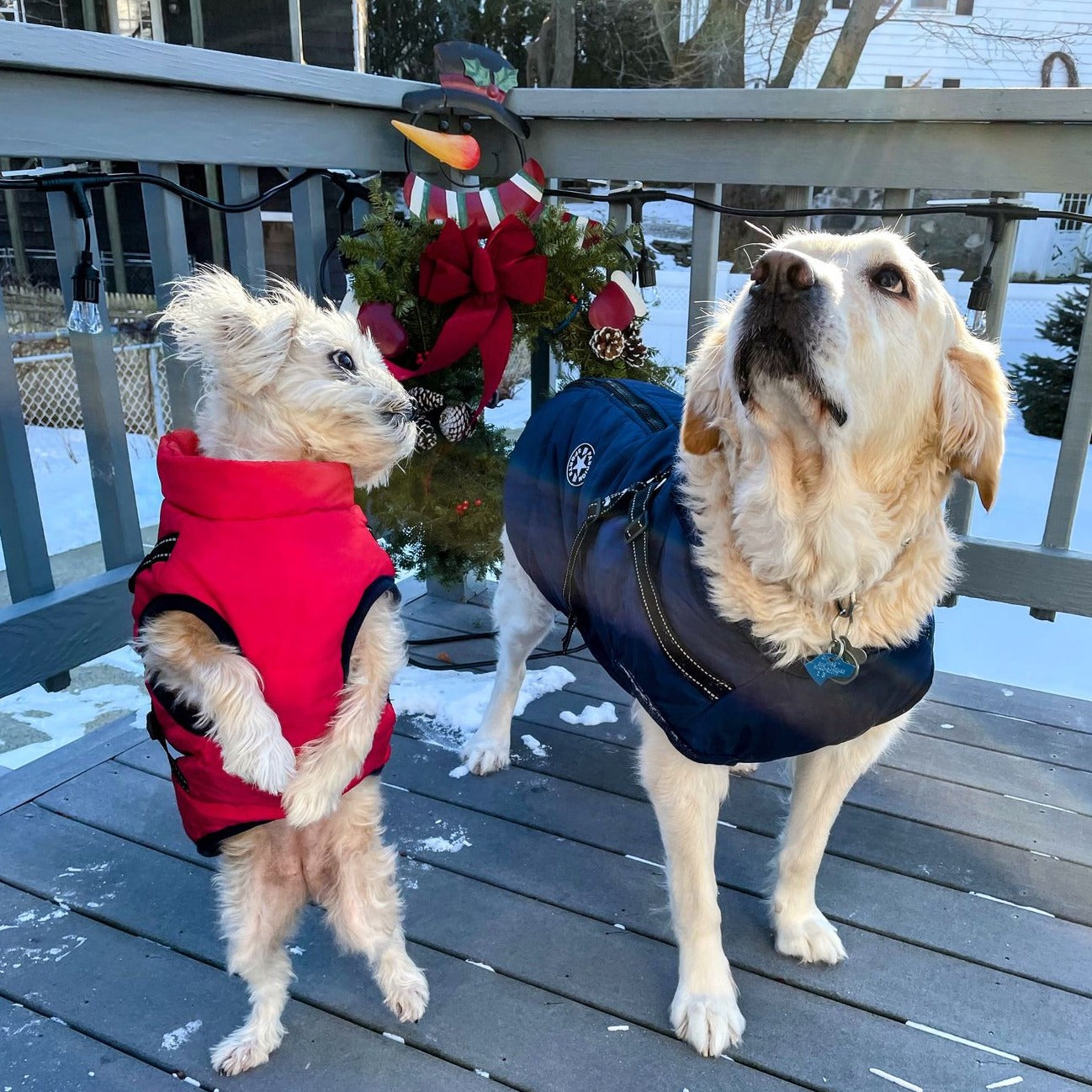 Dog Jacket | Water- & Wind-Resistant | Built-in Harness