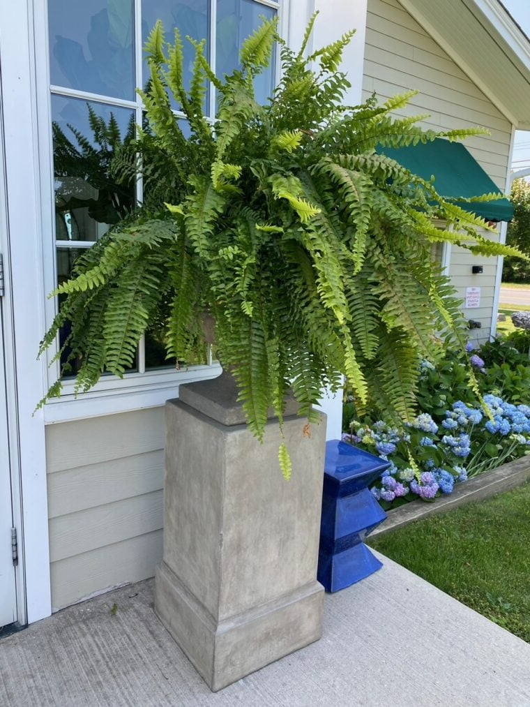 Realistic Faux Ferns for Effortless Indoor and Outdoor Style