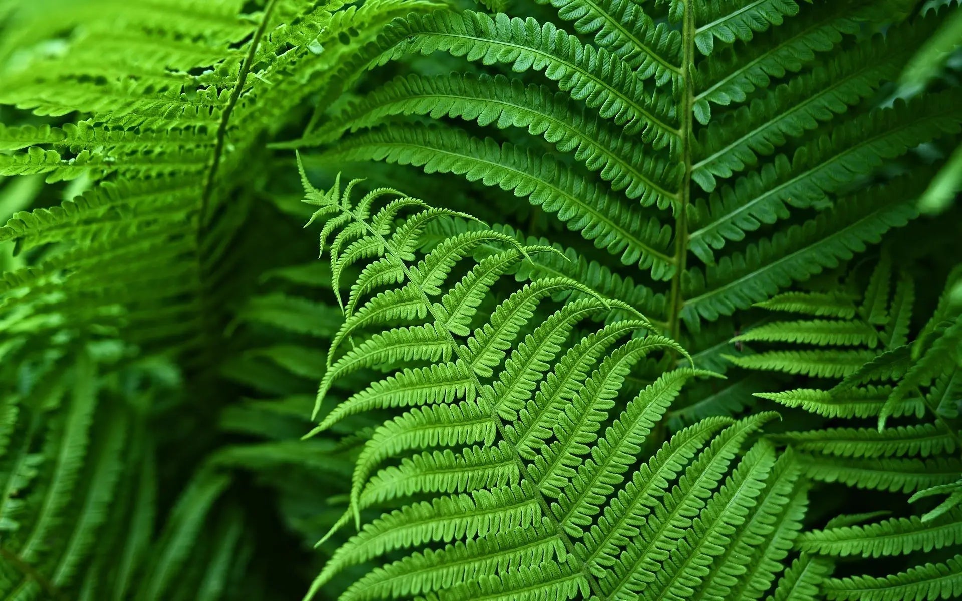 LushGreen™ UV-Proof Artificial Fern for All Environments