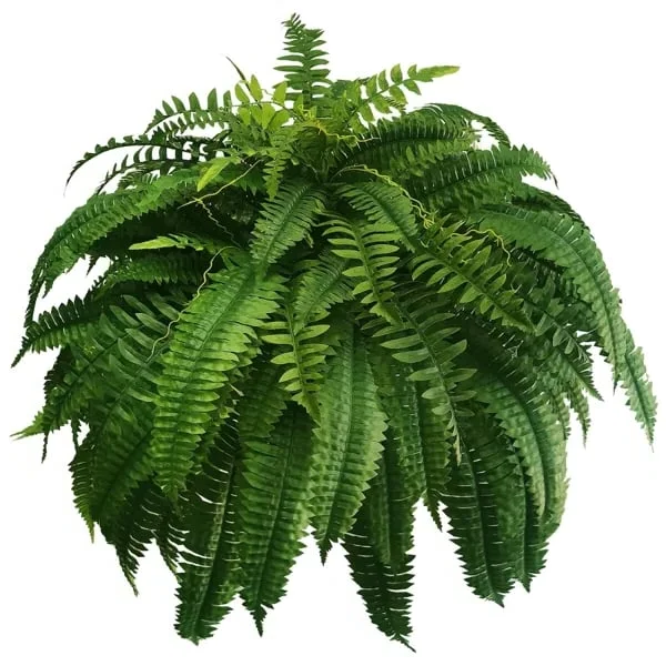 LushGreen™ UV-Proof Artificial Fern for All Environments