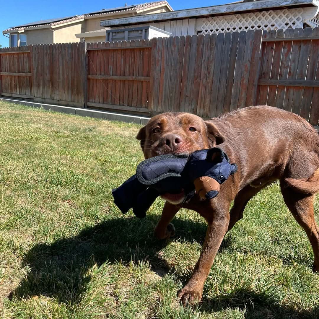 Durable Rubber Dog Toy with Built-In Squeaker for Chewing