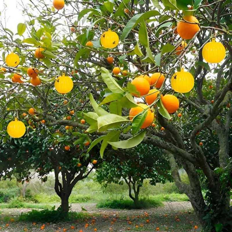 Eco-Friendly Insect Catcher Balls for Outdoor Spaces - 6 Pack