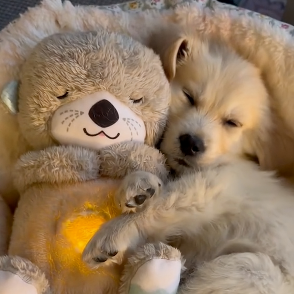 Stuffed Animal | Pet Cuddly Toy | Heartbeat Simulation Comfort