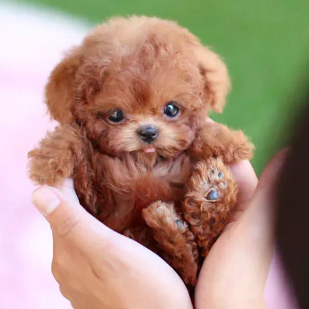 CuddlePaw - Touch-Responsive Interactive Plush Dog Toy