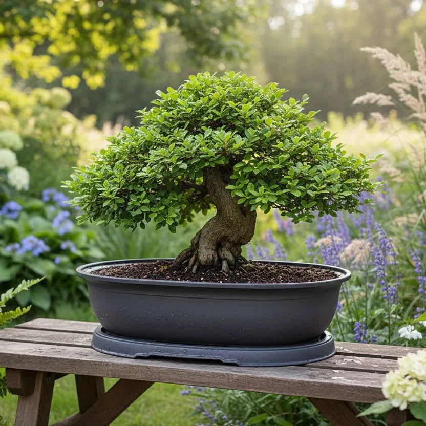 Breathable Planter for Bonsai Trees and Succulent Plants