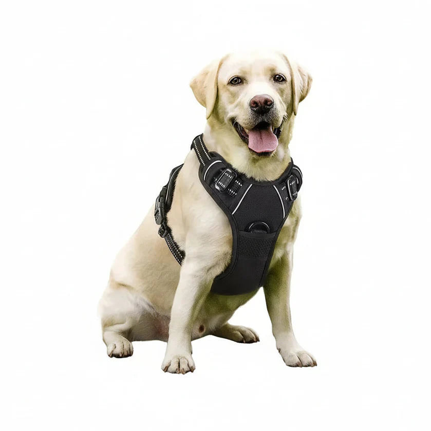 Chic Canine Bundle – Premium Leather Collar, Harness & Leash
