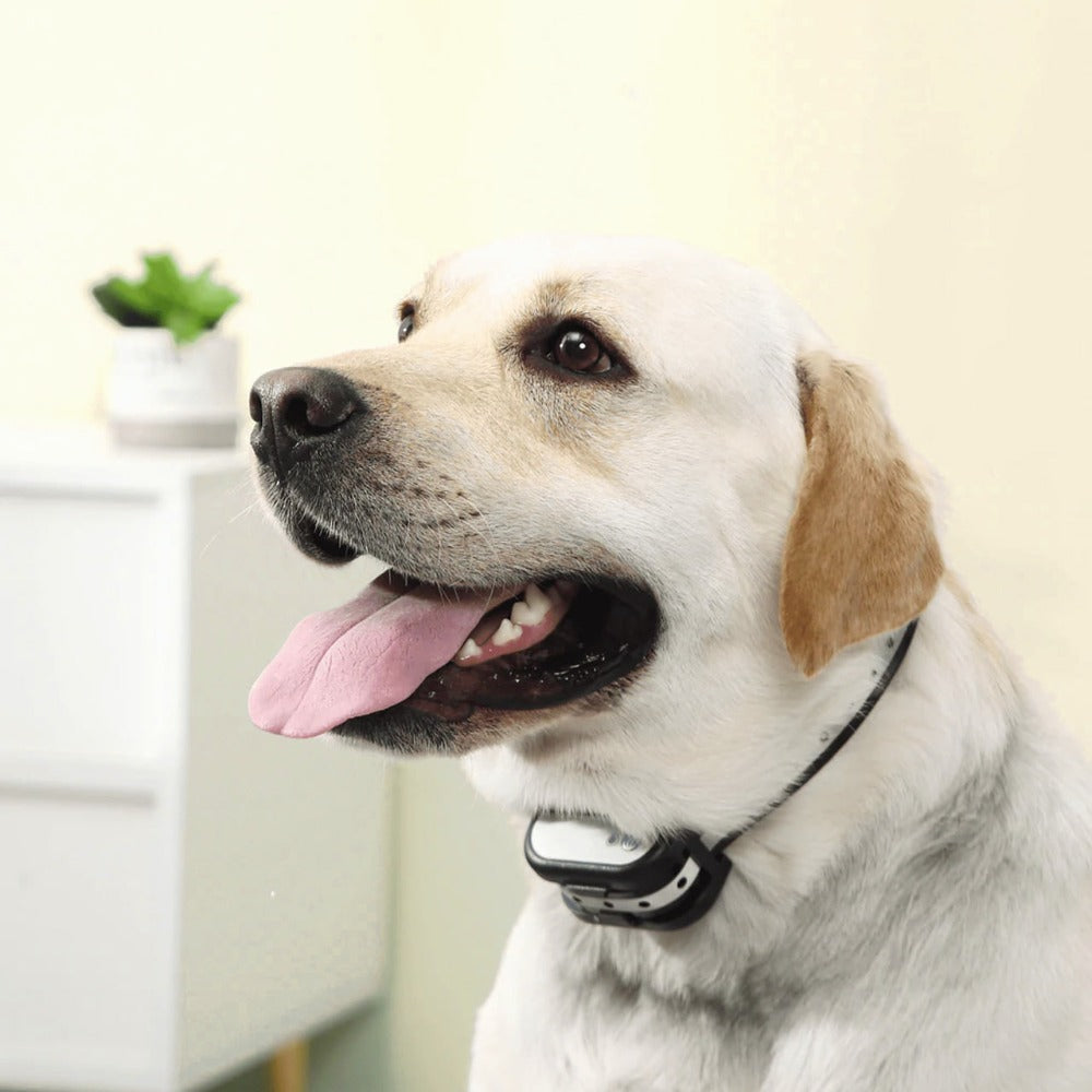 PawProtect Wireless Boundary and Training System for Dogs