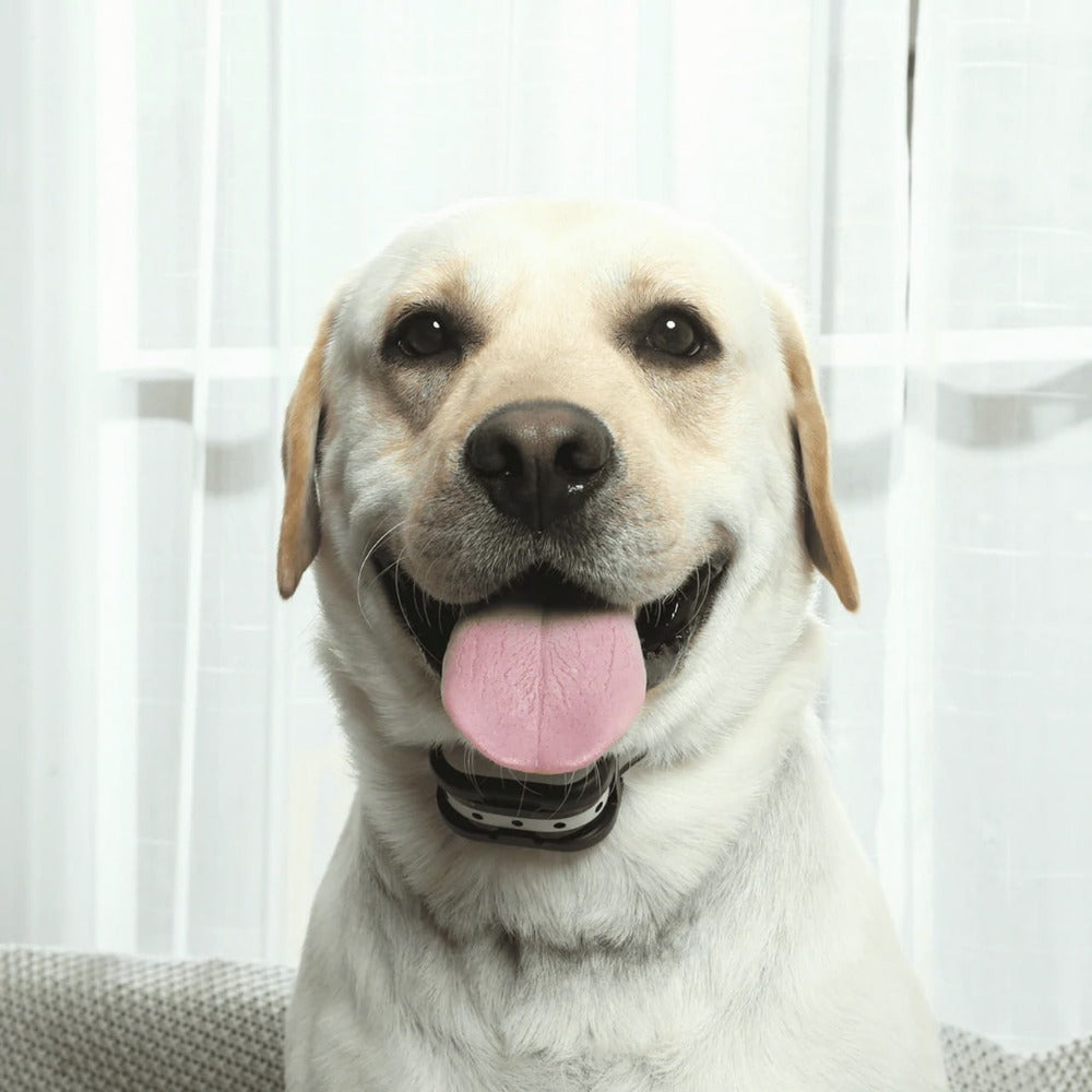 PawProtect Wireless Boundary and Training System for Dogs