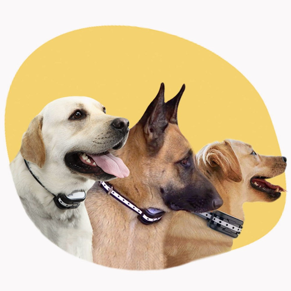 PawProtect Wireless Boundary and Training System for Dogs