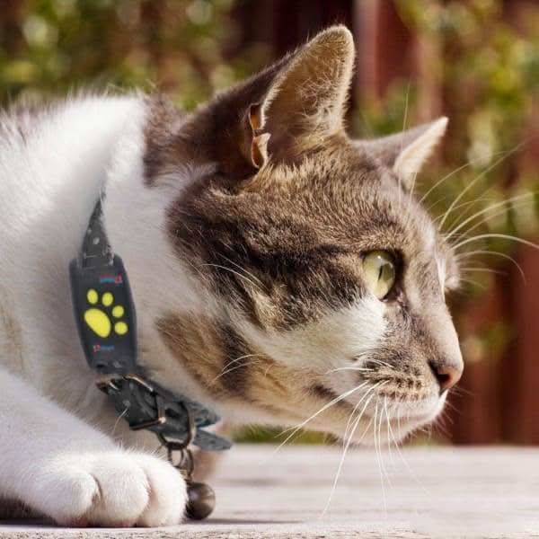 PurrSafe - Smart GPS Cat Collar for Real-Time Location Tracking