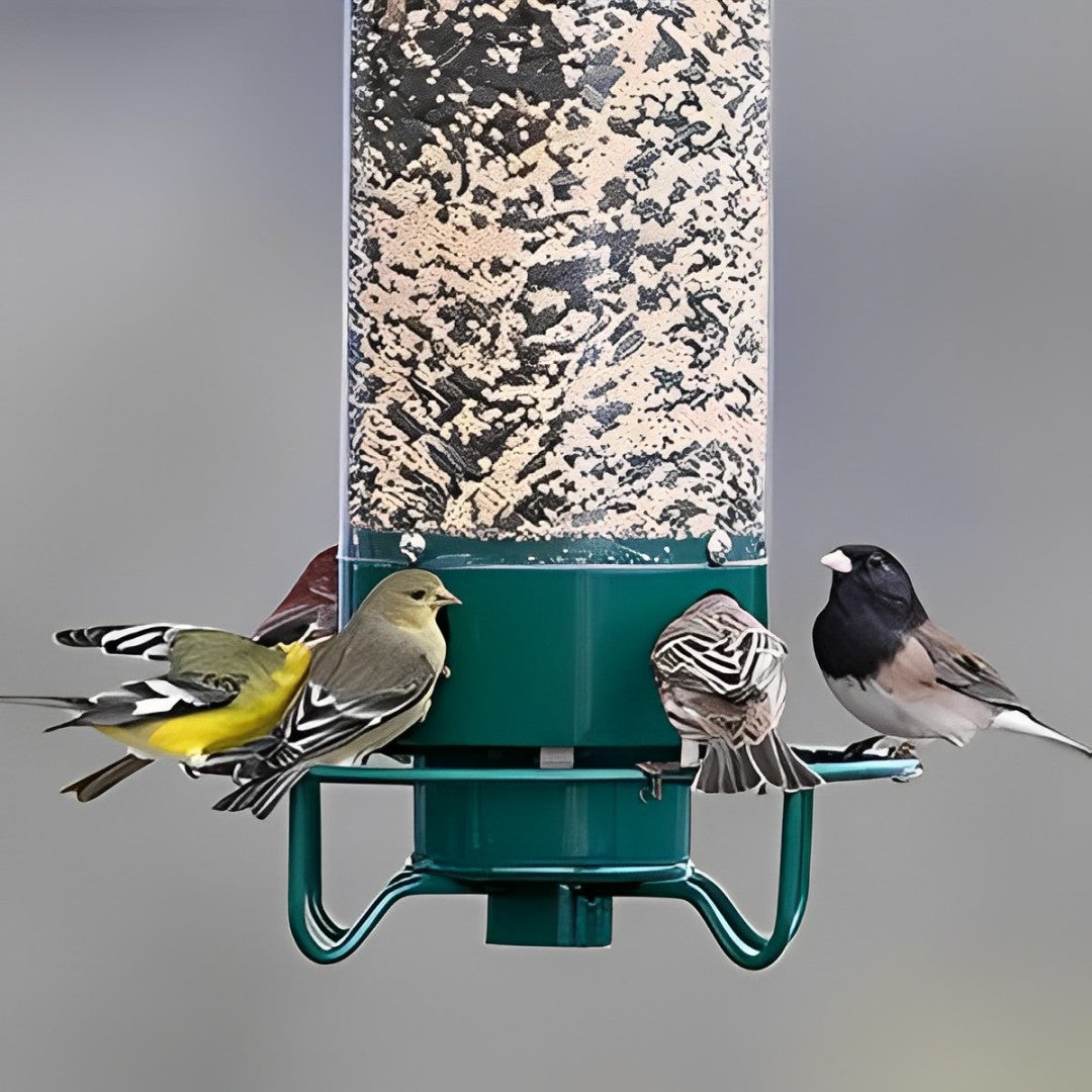 No-Squirrel Bird Feeder for Effortless Backyard Enjoyment