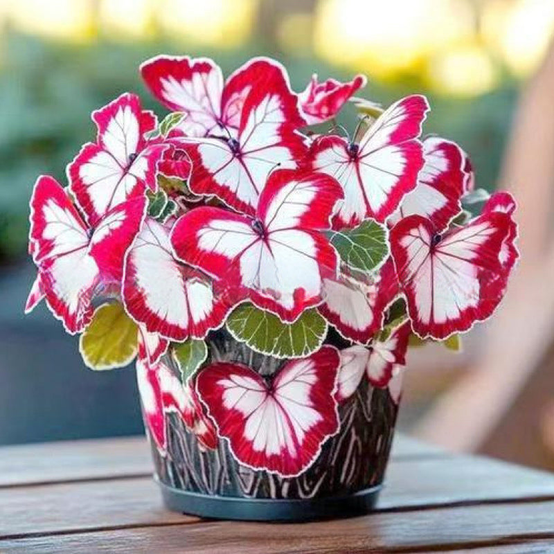 VividFlair™ Butterfly Bloom Seeds — Turn Your Garden Into a Dazzling Butterfly Wonderland That Steals Every Heart