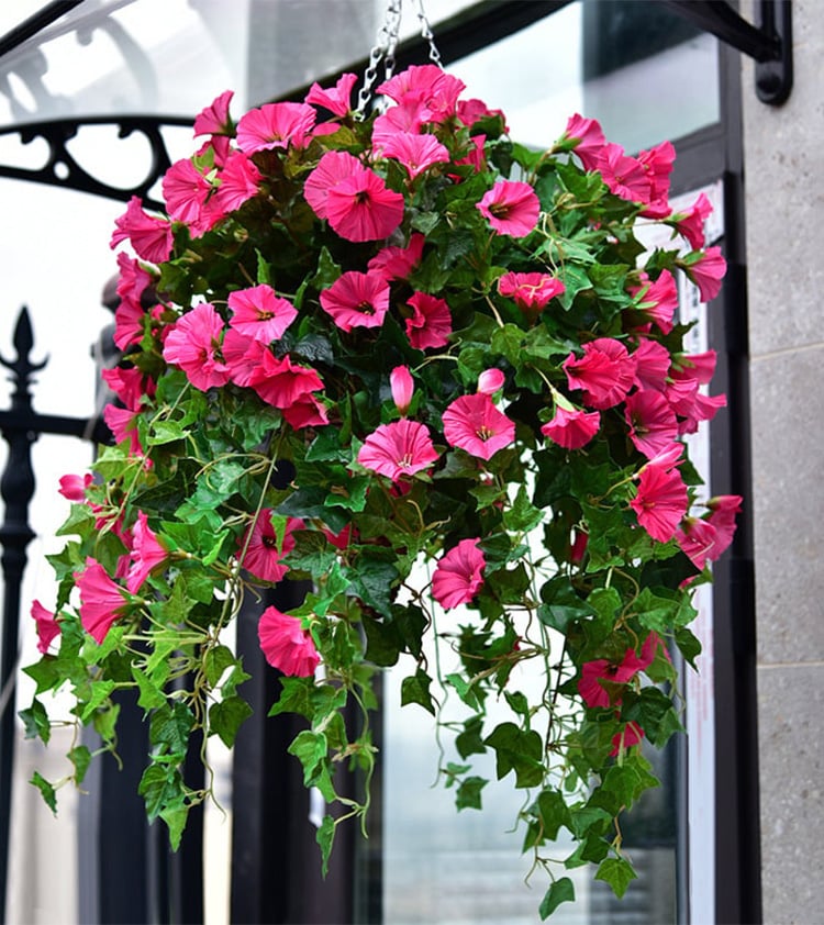 BloomVista™ — Effortless, Vibrant Blooms That Brighten Every Moment