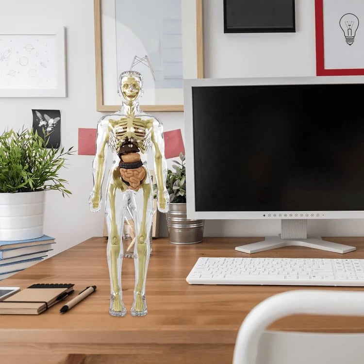 Transparent 3D Anatomy Model Featuring Body and Organs