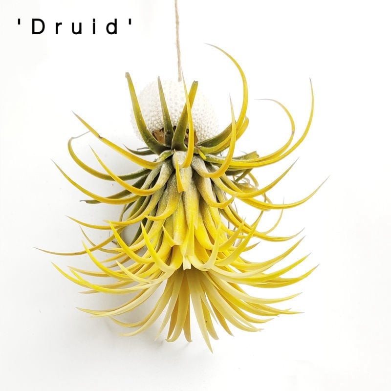 AuraShell™ — Bring Effortless Coastal Calm and Living Ocean Beauty to Your Space