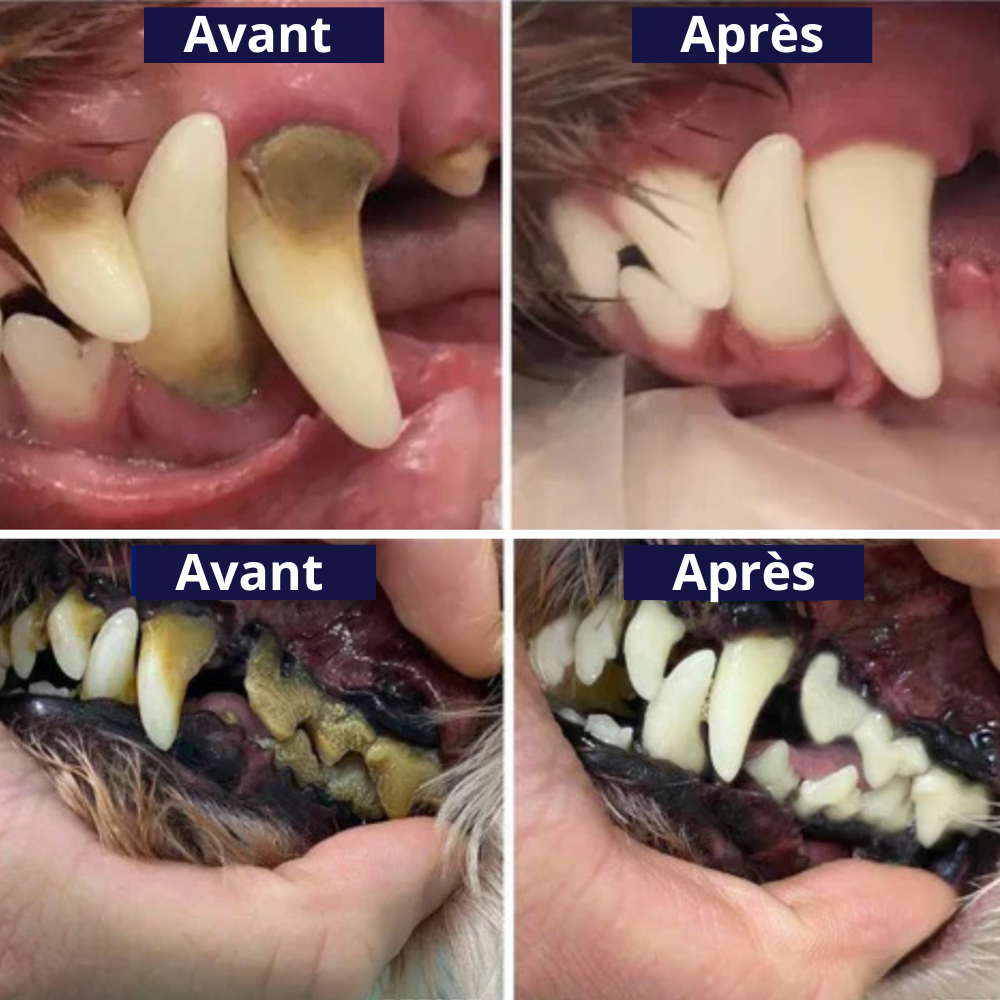RadiantPaw™ — Effortless Smile Transformation for Happy, Healthy Pets