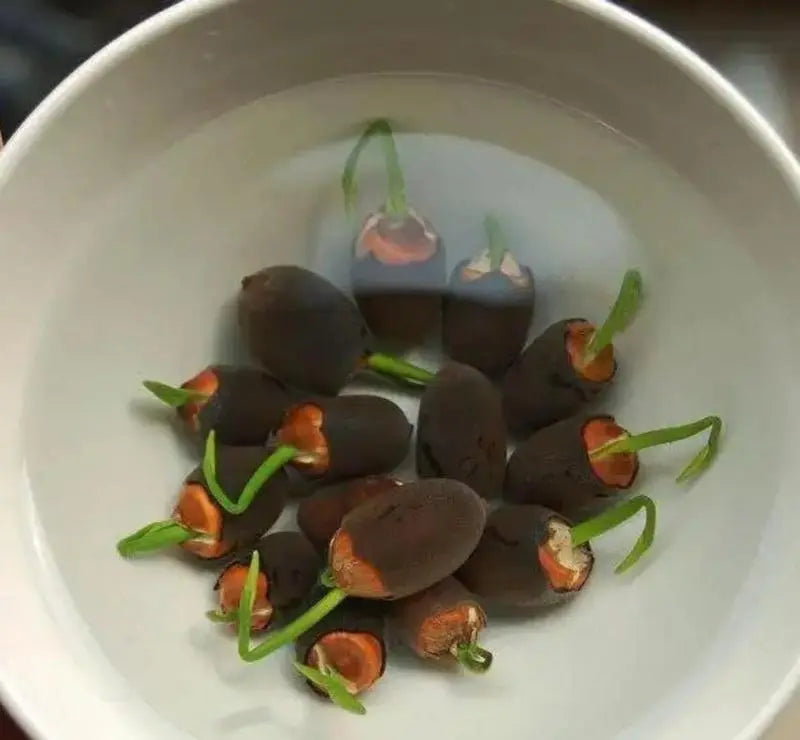 RainbowLotus™ — Transform Any Pond Into a Magical, Colorful Sanctuary That Attracts Life and Joy