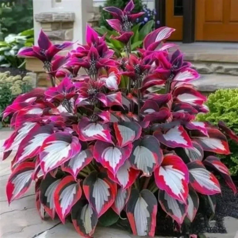 ShadeLuxe™ Variegated Hostas — Turn Shady Spots into a Colorful, Pollinator-Powered Paradise