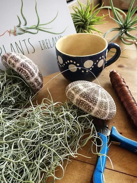 AuraShell™ — Bring Effortless Coastal Calm and Living Ocean Beauty to Your Space