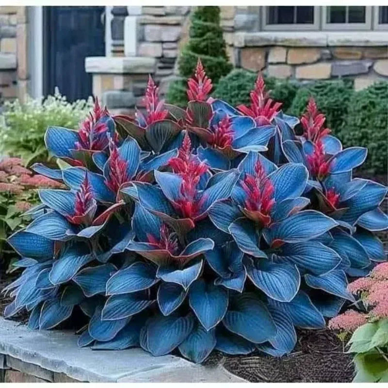 ShadeLuxe™ Variegated Hostas — Turn Shady Spots into a Colorful, Pollinator-Powered Paradise