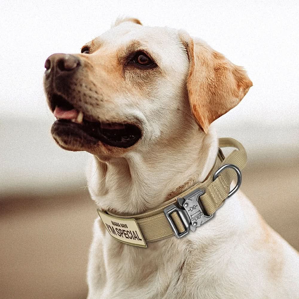 Versatile Adjustable Canine Collar Set – Perfect for Training and Daily Adventures