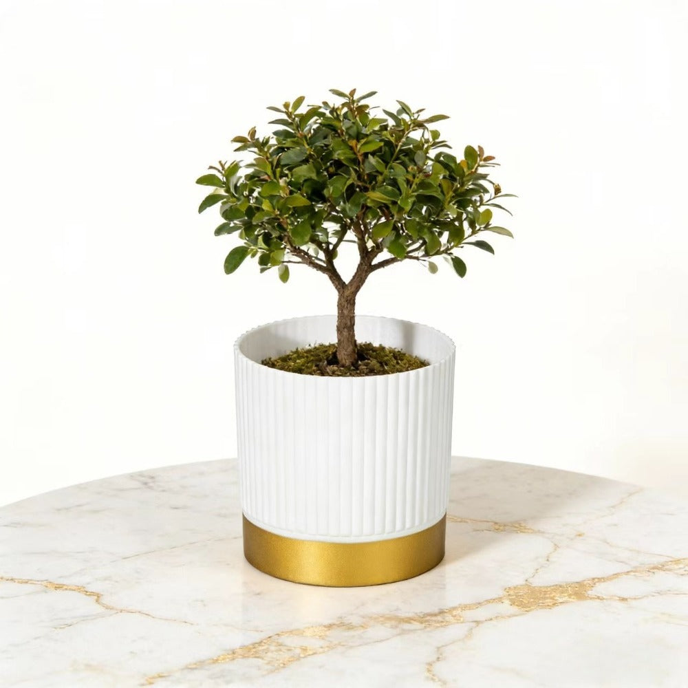 Chic Striped Planter for Stylish Indoor Greenery