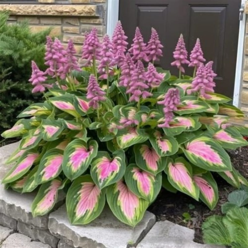 ShadeLuxe™ Variegated Hostas — Turn Shady Spots into a Colorful, Pollinator-Powered Paradise