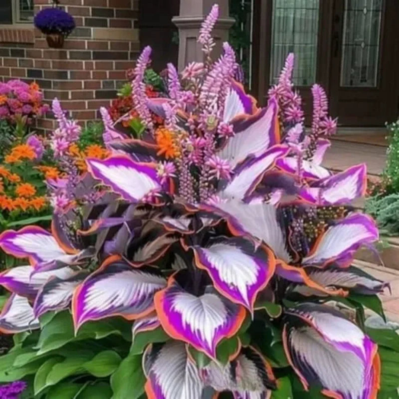ShadeLuxe™ Variegated Hostas — Turn Shady Spots into a Colorful, Pollinator-Powered Paradise