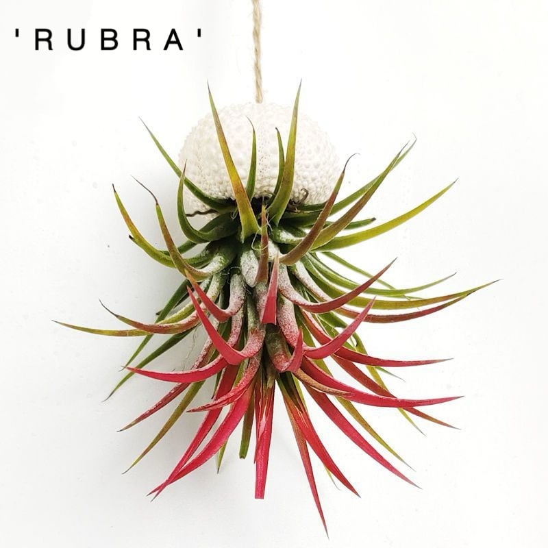 AuraShell™ — Bring Effortless Coastal Calm and Living Ocean Beauty to Your Space