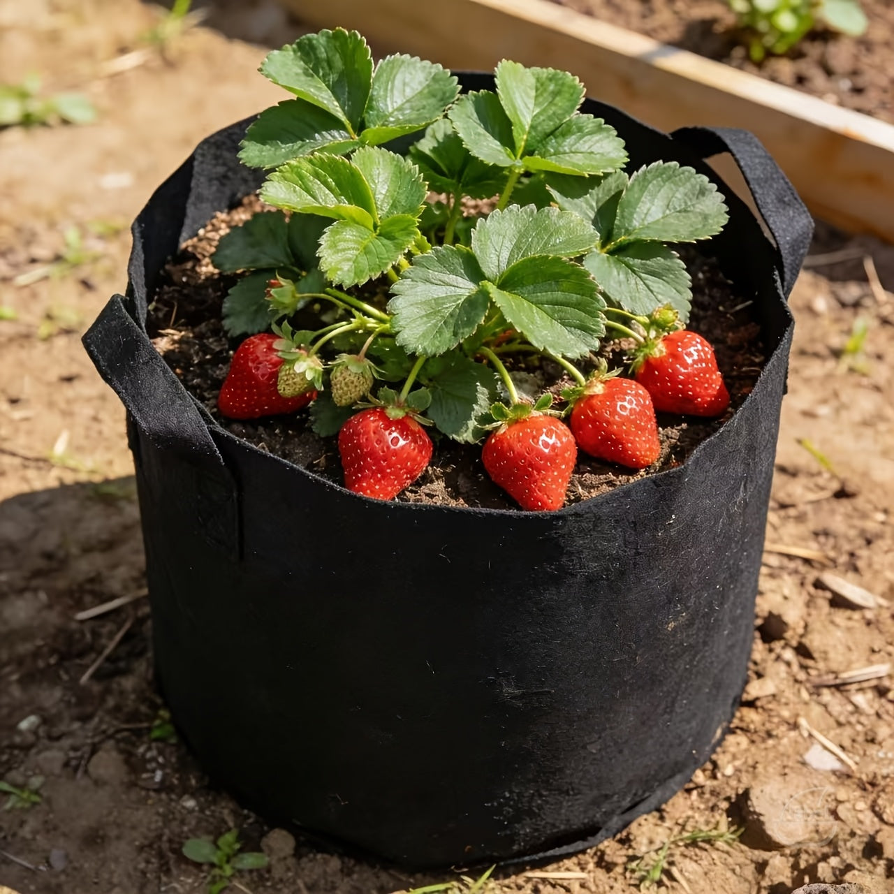 EcoGrow Fabric Planter Bags for Thriving Root Systems