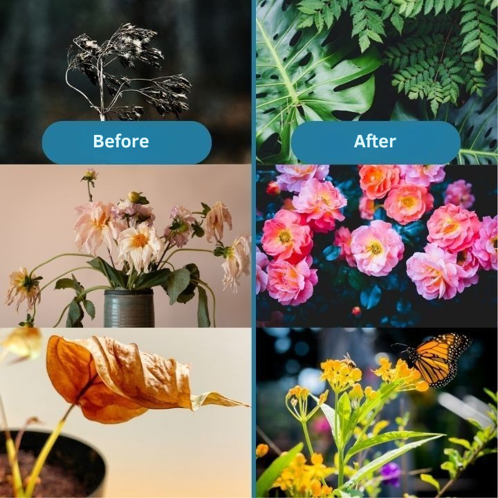 RammoBloom™ — Revive Your Plants Instantly for a Lush, Vibrant Garden You’ll Love Every Day