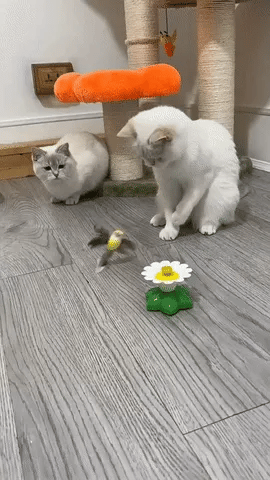 VividPounce™ — Ignite Your Cat’s Wild Joy and Endless Energy