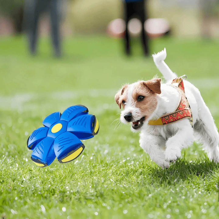 Interactive 2-in-1 Dog Toy for Endless Fun