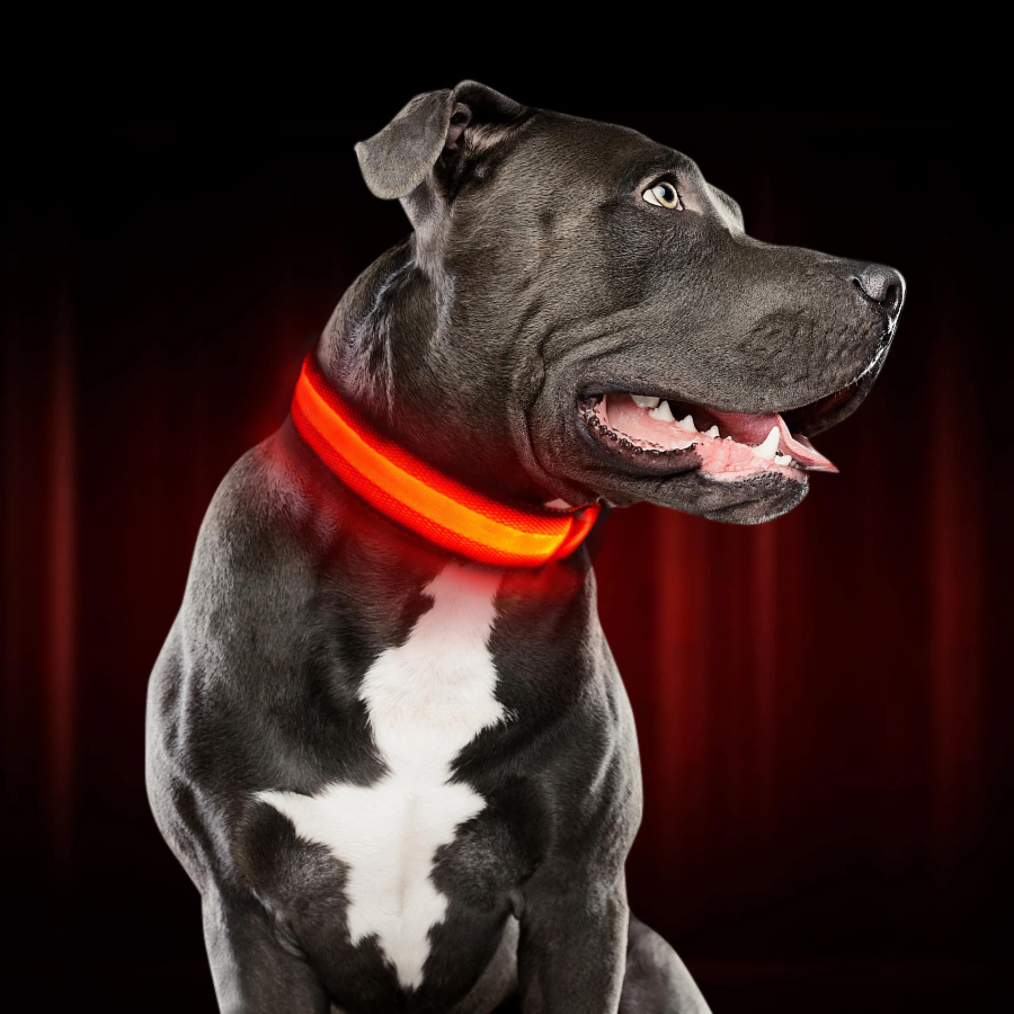 Illuminate Your Dog's Safety with the BrightBark LED Collar