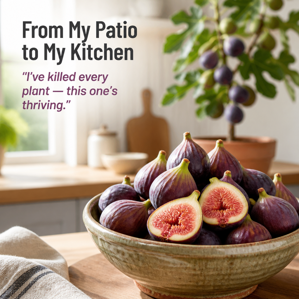 HarvestHaven™ — Plant a Rooted Fig Tree That Fruits for Years | Ships Ready to Grow